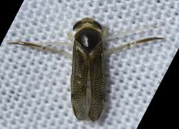 Image of marine water boatman