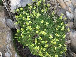 Cherleria sedoides L.的圖片