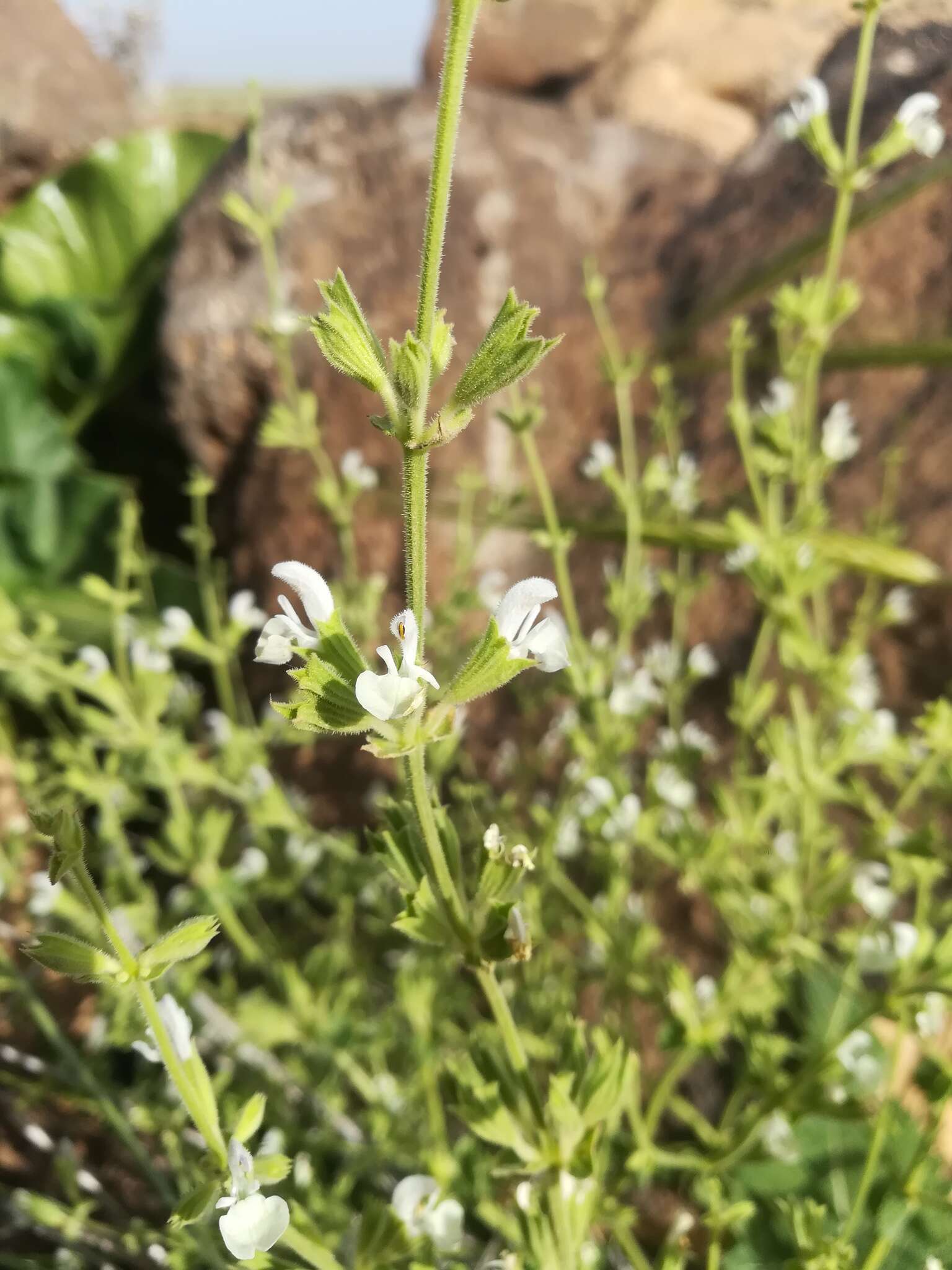 Imagem de Salvia syriaca L.