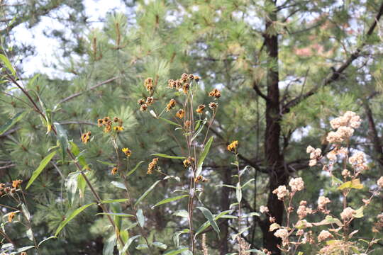 Image of Aldama buddlejiformis (DC.) E. E. Schill. & Panero