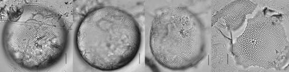 Sivun Coscinodiscus oculus-iridis kuva