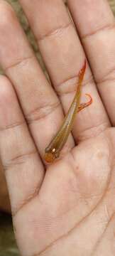 Image of Ceylon killifish