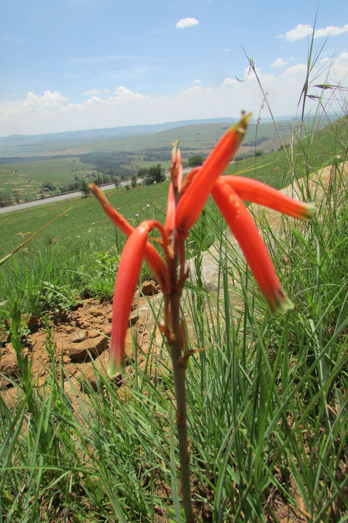 Aloe kniphofioides Baker resmi