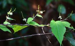 Image of Tragia involucrata L.