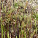 Image of Jamesonia imbricata (Sw.) Hook. & Grev.