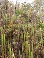Image of Jamesonia imbricata (Sw.) Hook. & Grev.
