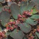 Euphorbia mendezii Boiss. resmi