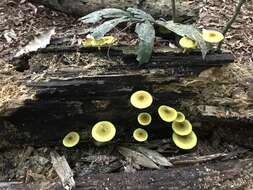 Image of Pluteus chrysaegis (Berk. & Broome) Petch 1912