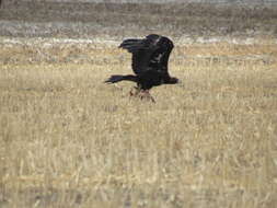 Image of Wedge-tailed Eagle