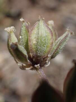 Image of woollyfruit desertparsley