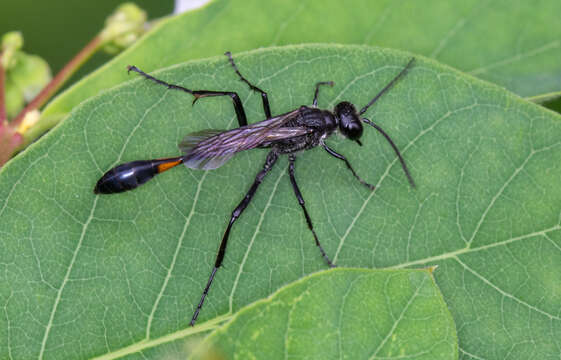 Слика од Ammophila urnaria Dahlbom 1843