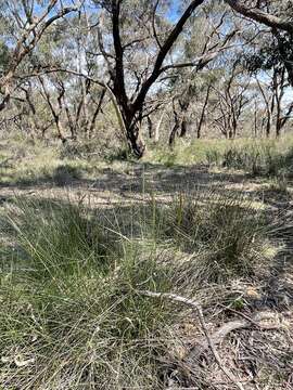 Image of clovenfoot plumegrass