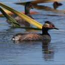 Image of Podiceps nigricollis gurneyi (Roberts 1919)