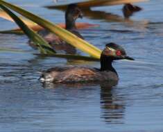 Image of Podiceps nigricollis gurneyi (Roberts 1919)