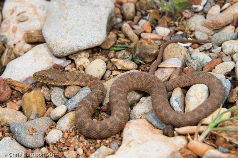 Nerodia paucimaculata (Tinkle & Conant 1961)的圖片