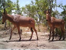 Image of Western Hartebeest