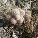 Image of column foxtail cactus