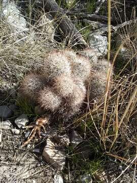 Imagem de Escobaria sneedii subsp. orcuttii (Boed.) Lüthy