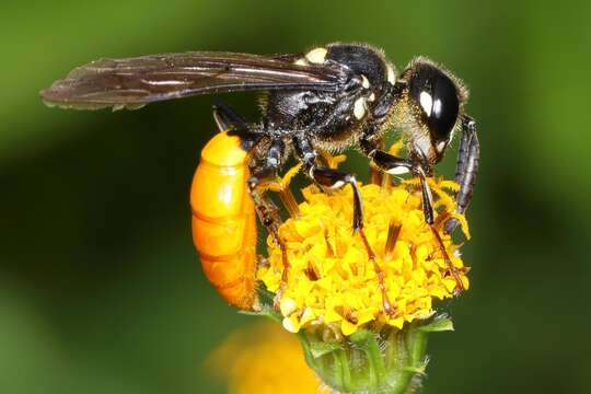 Image of Philanthus loeflingi Dahlbom 1845