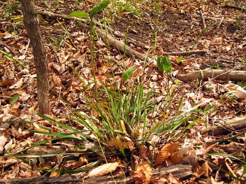 Image of roughleaf ricegrass