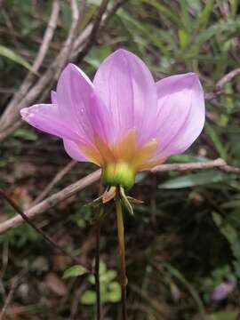 Image of Dahlia sorensenii H. V. Hansen & J. P. Hjerting