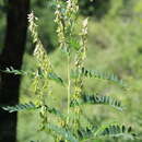 Image de Astragalus galegiformis L.