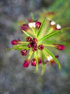 Image of Cleome violacea L.