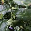 Image of Commelina paludosa Blume