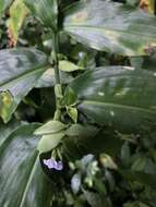 Commelina paludosa Blume的圖片