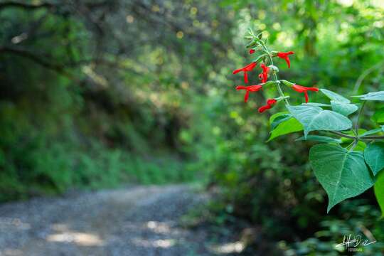 Image of Salvia gesneriiflora Lindl. & Paxton