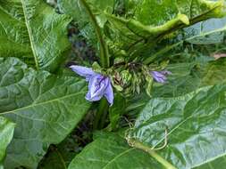 Image of nightshade