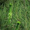 صورة Eucomis pallidiflora subsp. pole-evansii (N. E. Br.) Reyneke ex J. C. Manning