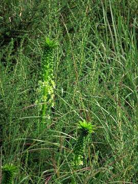 صورة Eucomis pallidiflora subsp. pole-evansii (N. E. Br.) Reyneke ex J. C. Manning