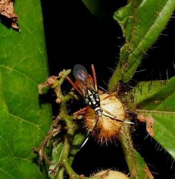 صورة Holhymenia scenica (Stål 1865)