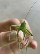 Image of Lesser Arid-land Katydid