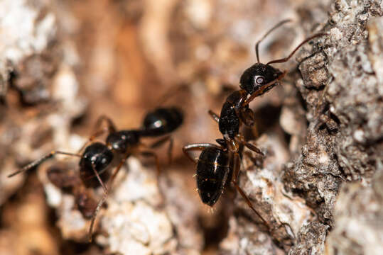 Image of Camponotus fallax (Nylander 1856)