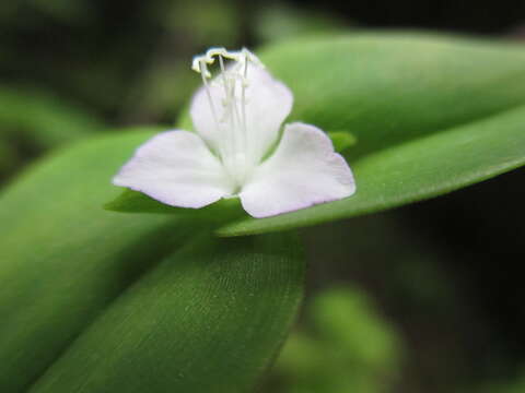 Слика од Tradescantia schippii D. R. Hunt