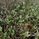 Image of Pteronia ovalifolia DC.
