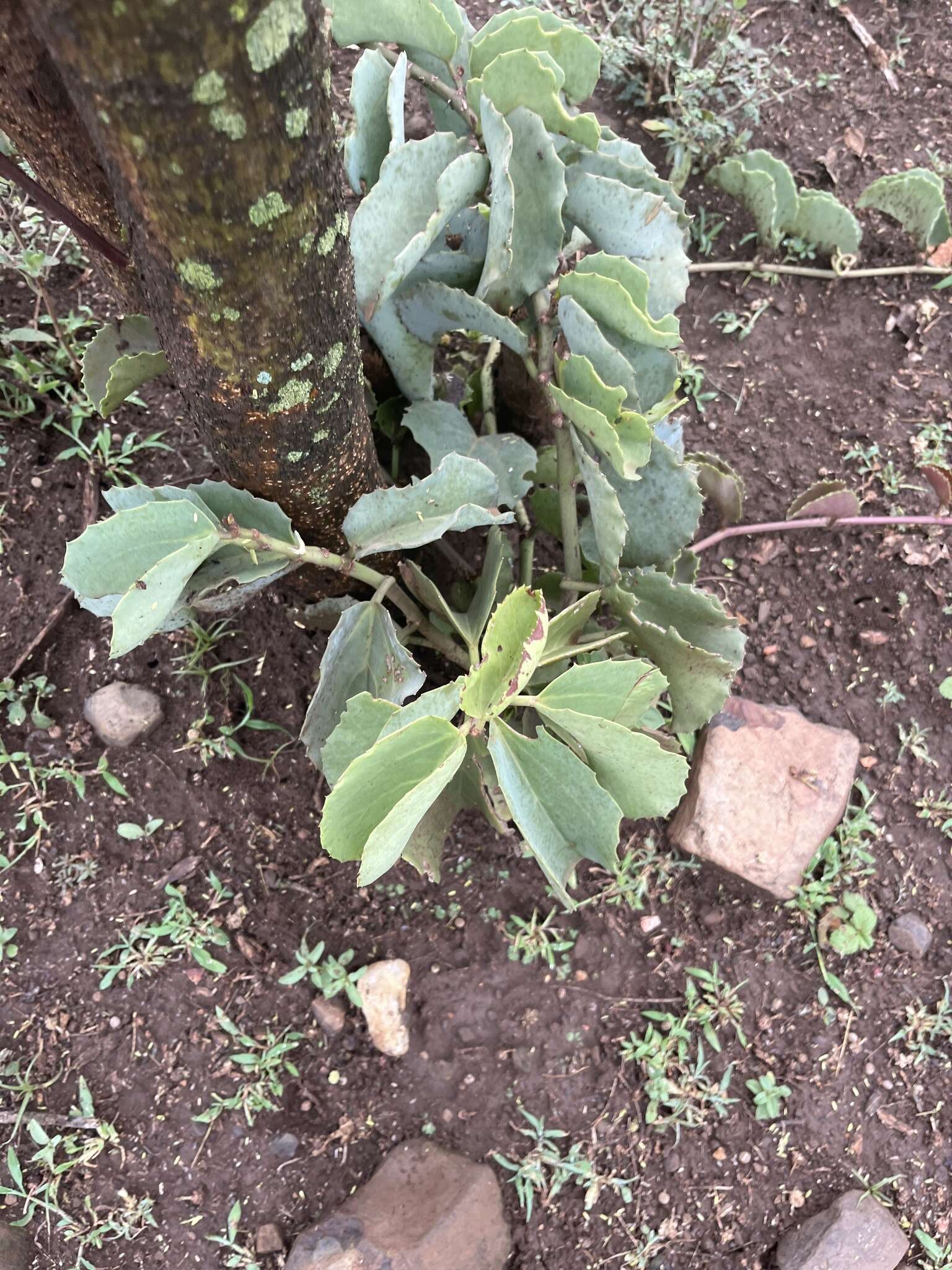 Image of Venezuelan treebine