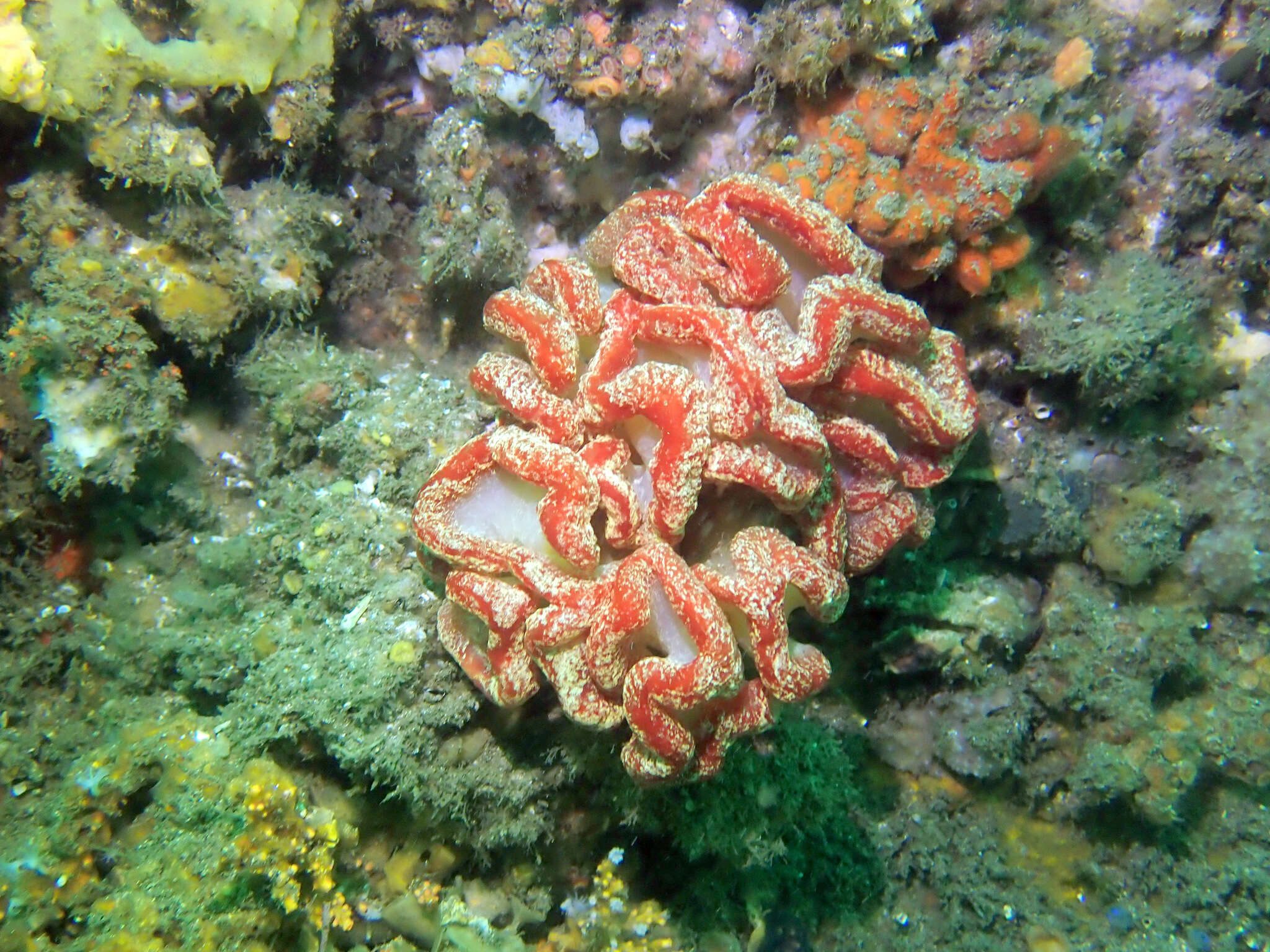 Image of Sycozoa cerebriformis (Quoy & Gaimard 1834)