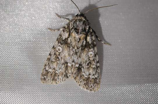 Image of Marble Dagger Moth