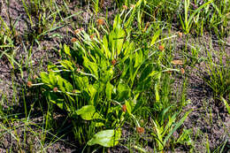 Image of Helichrysum acutatum DC.