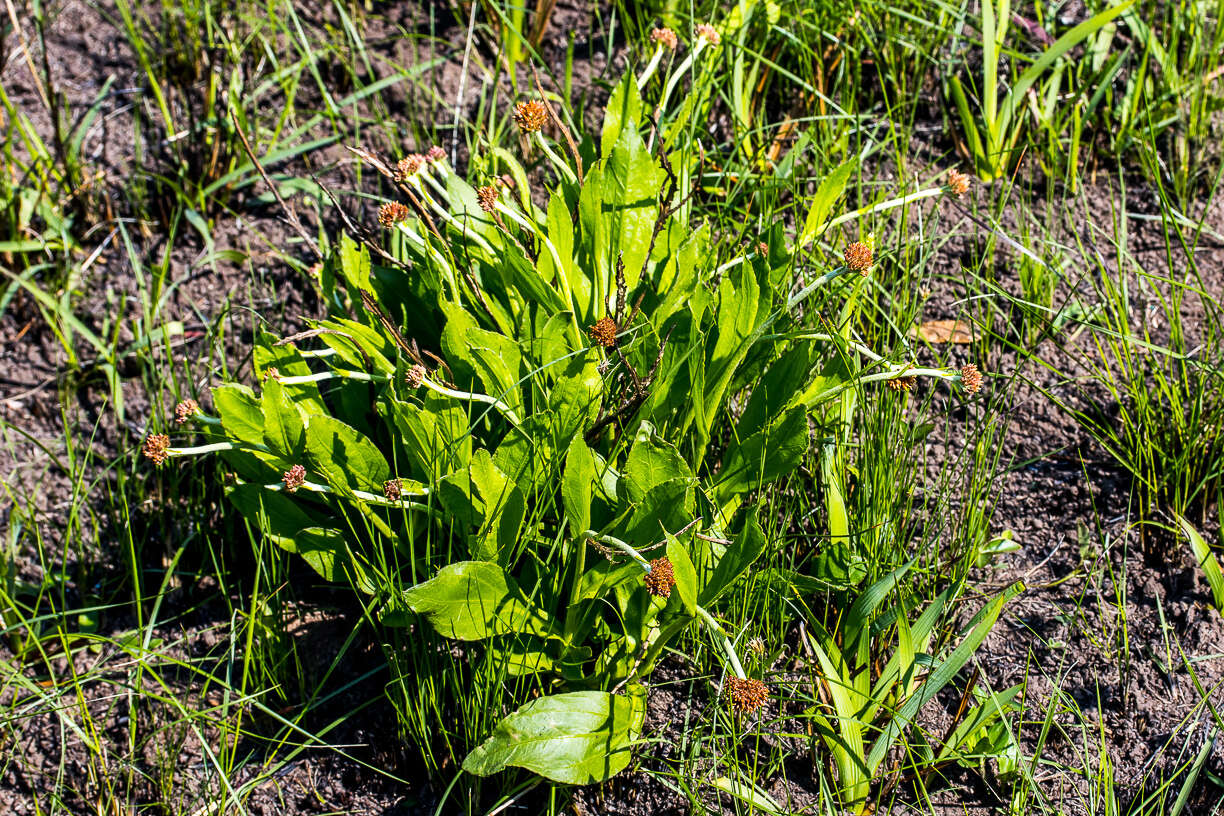 Image of Helichrysum acutatum DC.