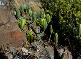 Image of Albuca schoenlandii Baker