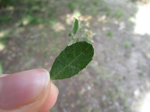 Image of Baccharis mexicana Cuatrec.