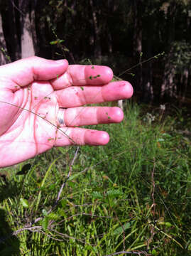 Image of Warty Panic Grass