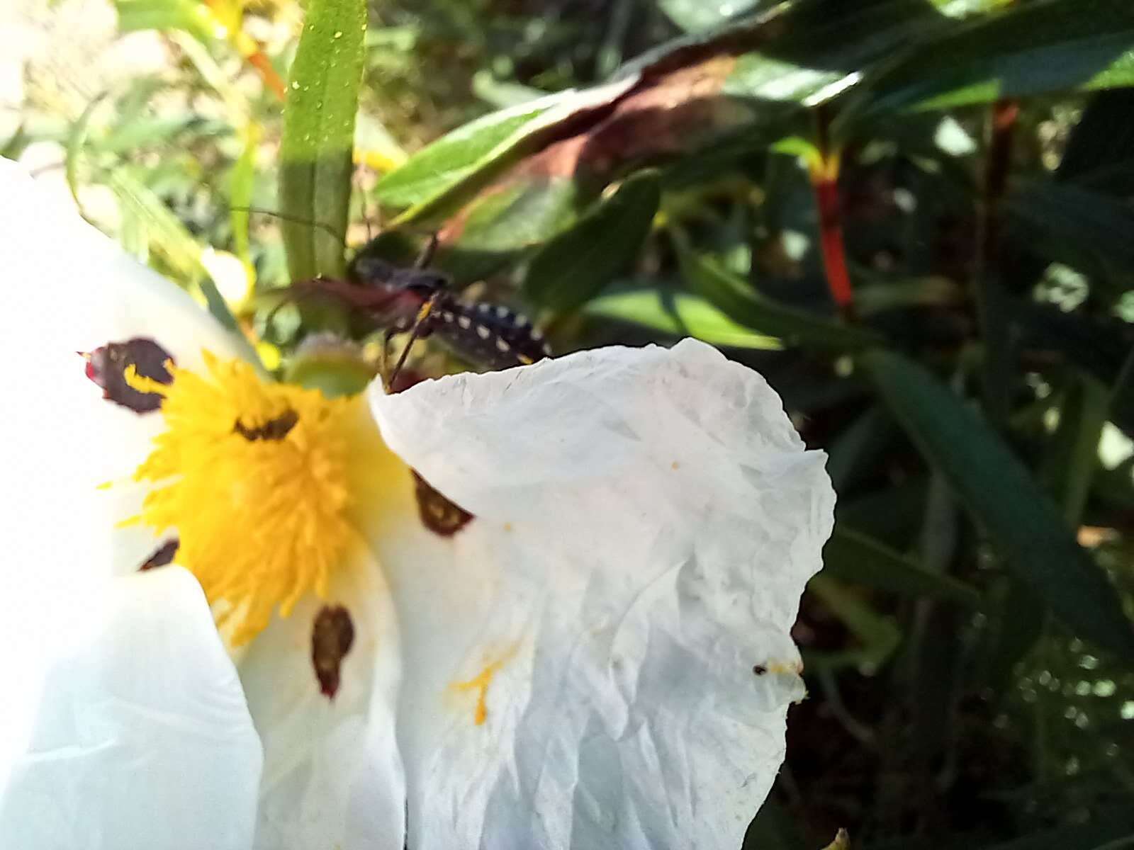 Image de Rhynocoris cuspidatus Ribaut 1922