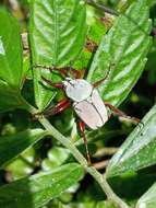 Imagem de Dicronocephalus bourgoini Pouillaude 1914