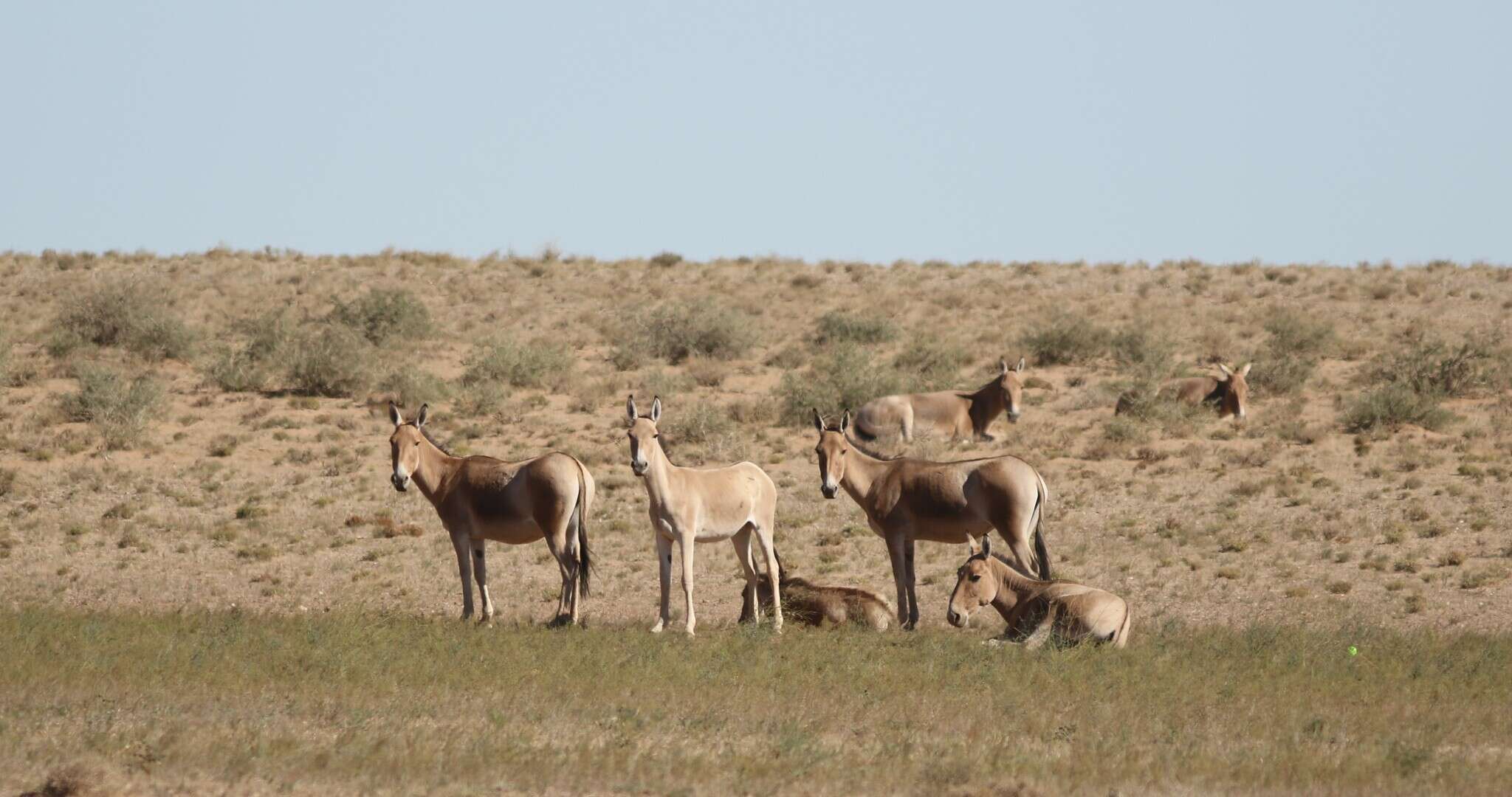 Image of Mongolian Kulan