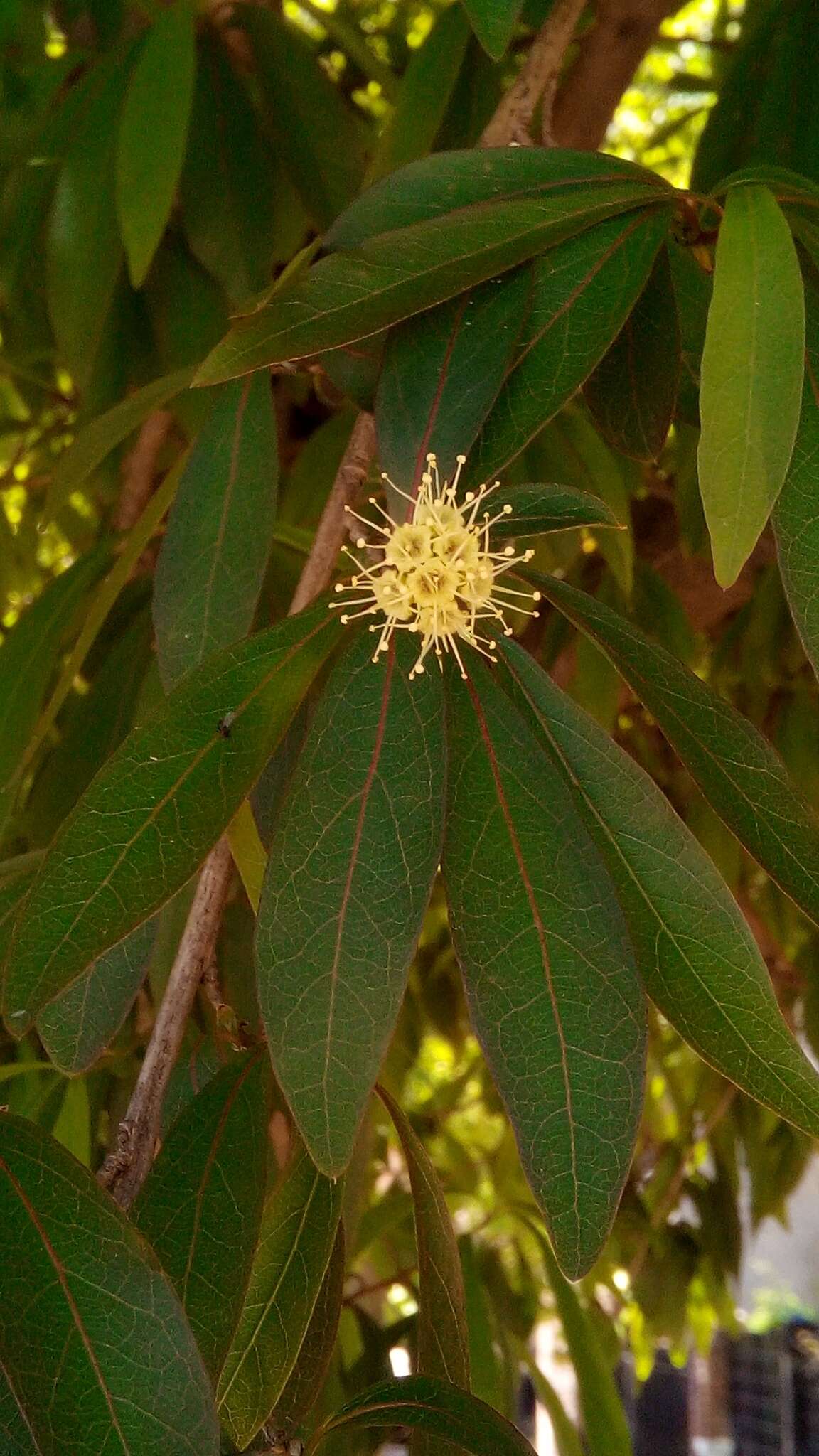 Image of Terminalia australis Cambess.